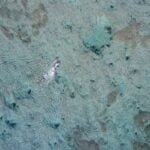 flounder-fun-facts_featured