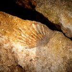 fossil-facts-for-ks2