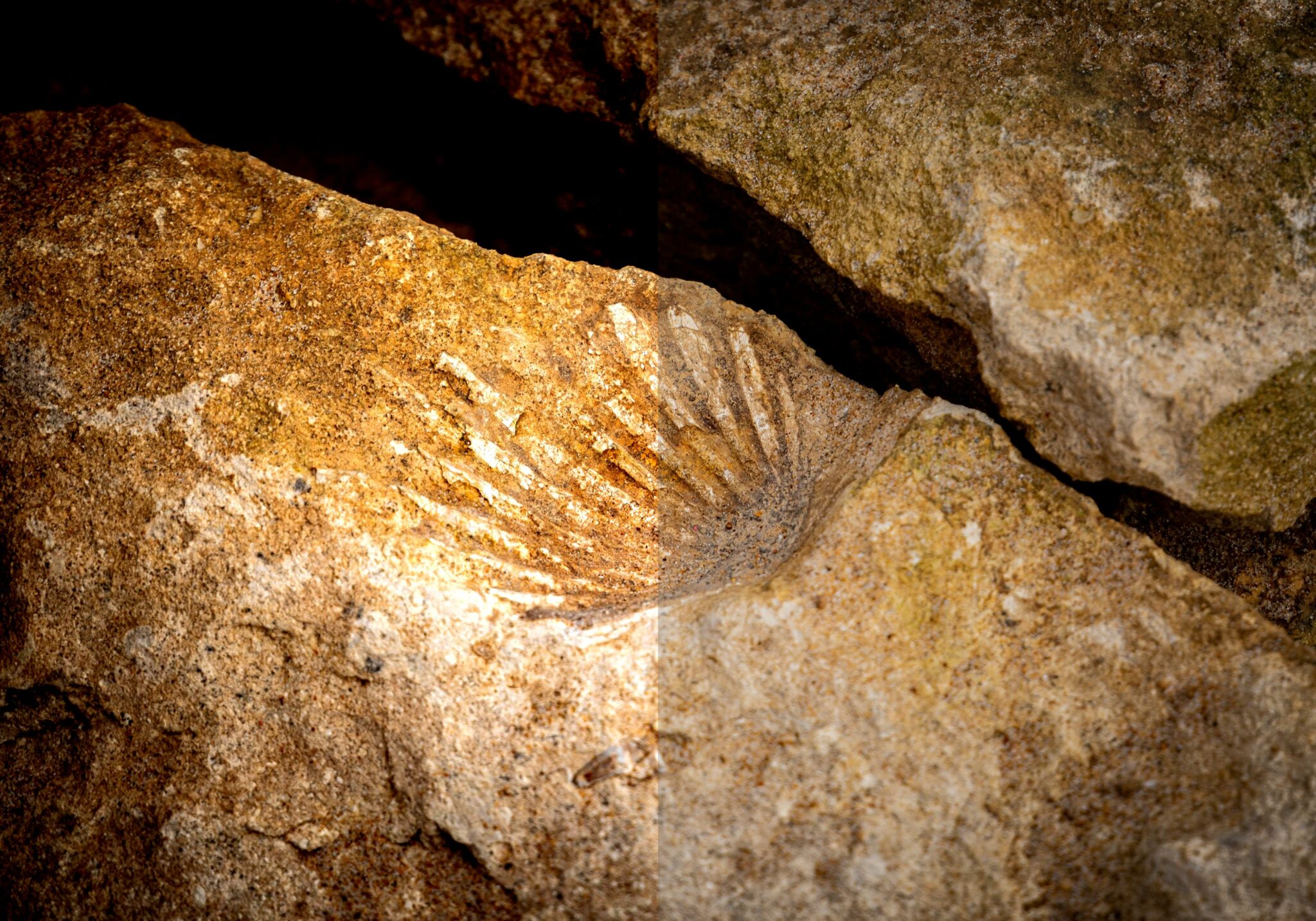 Fossil Fun for KS2 Unearthing Fascinating Facts!