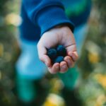 fun-facts-about-blueberries-and-strawberries_featured