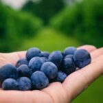fun-facts-about-blueberries_featured