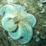 fun-facts-about-glass-octopus_featured-1