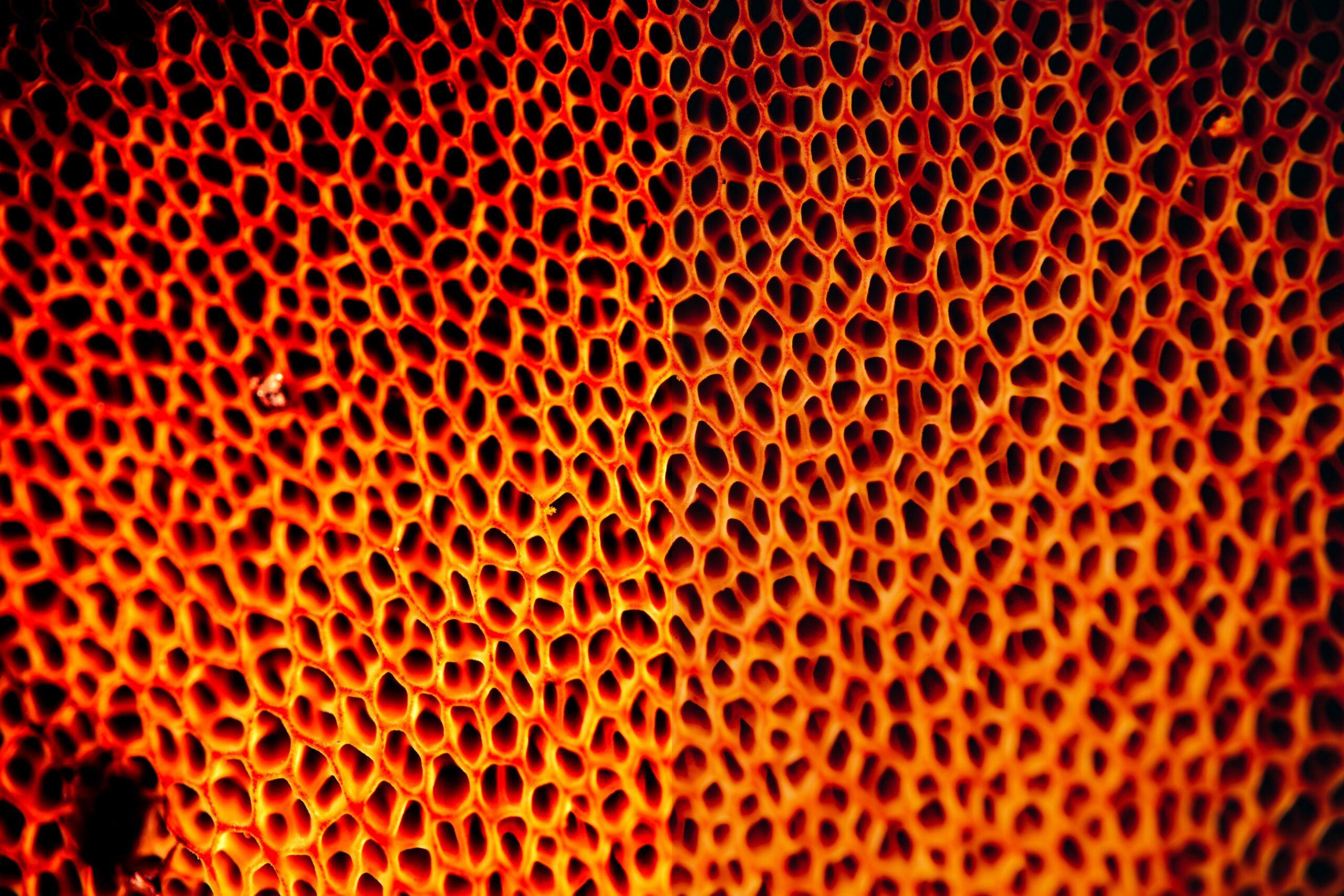fun facts about glass sponges