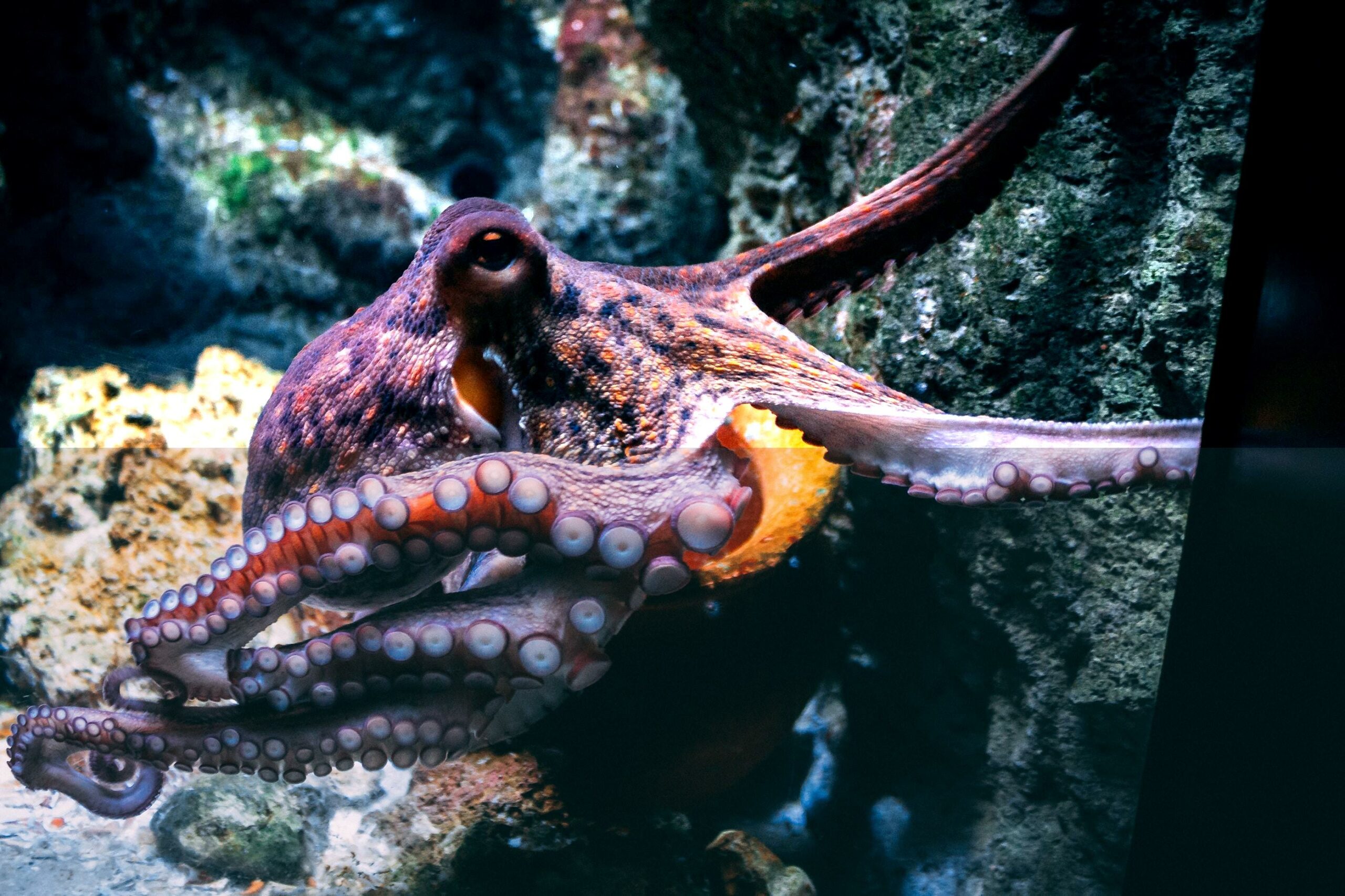 fun facts about glass squid