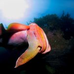 fun-facts-about-glass-squid_featured