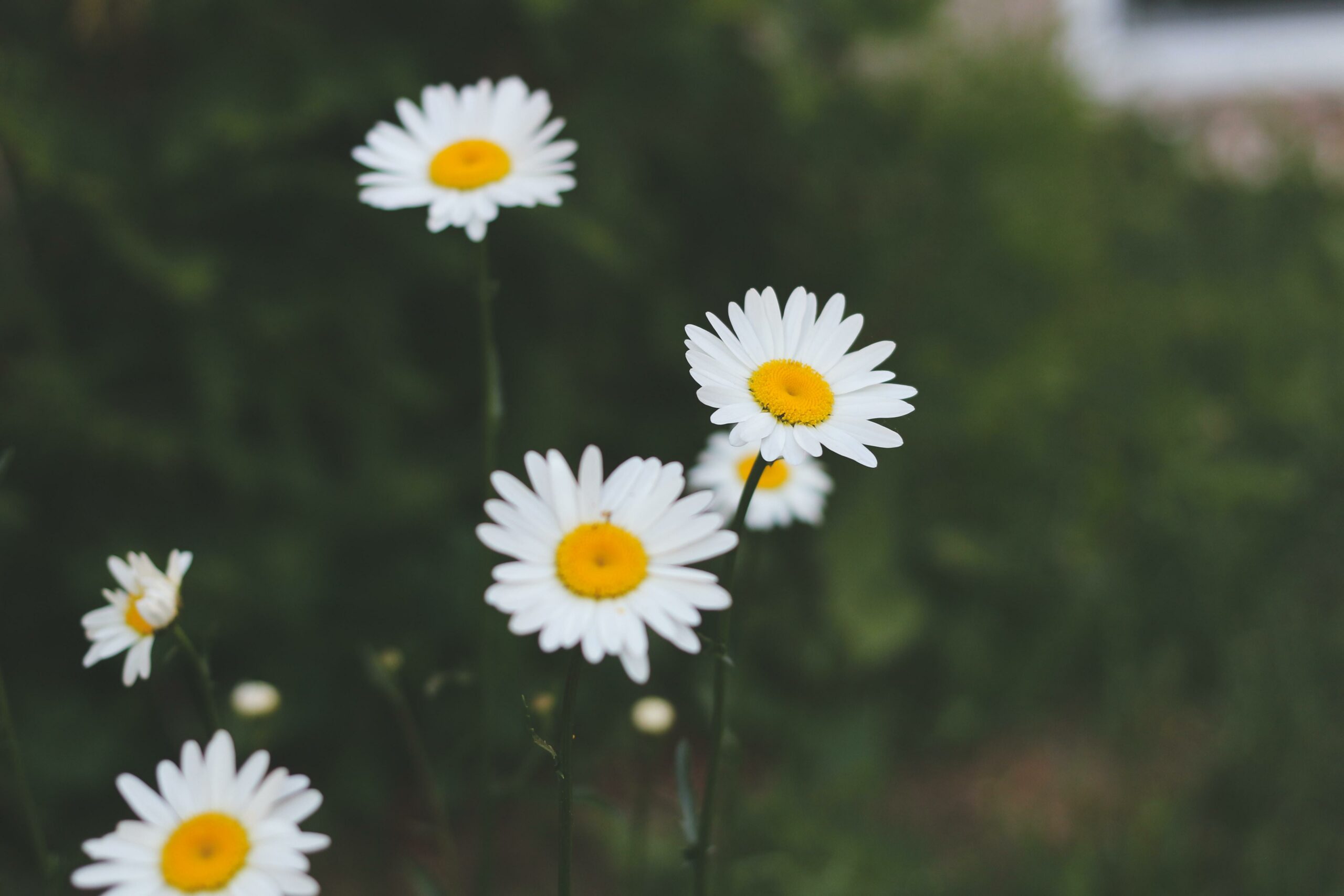 fun facts about landscaping