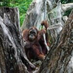 fun-facts-about-sumatran-orangutans_featured