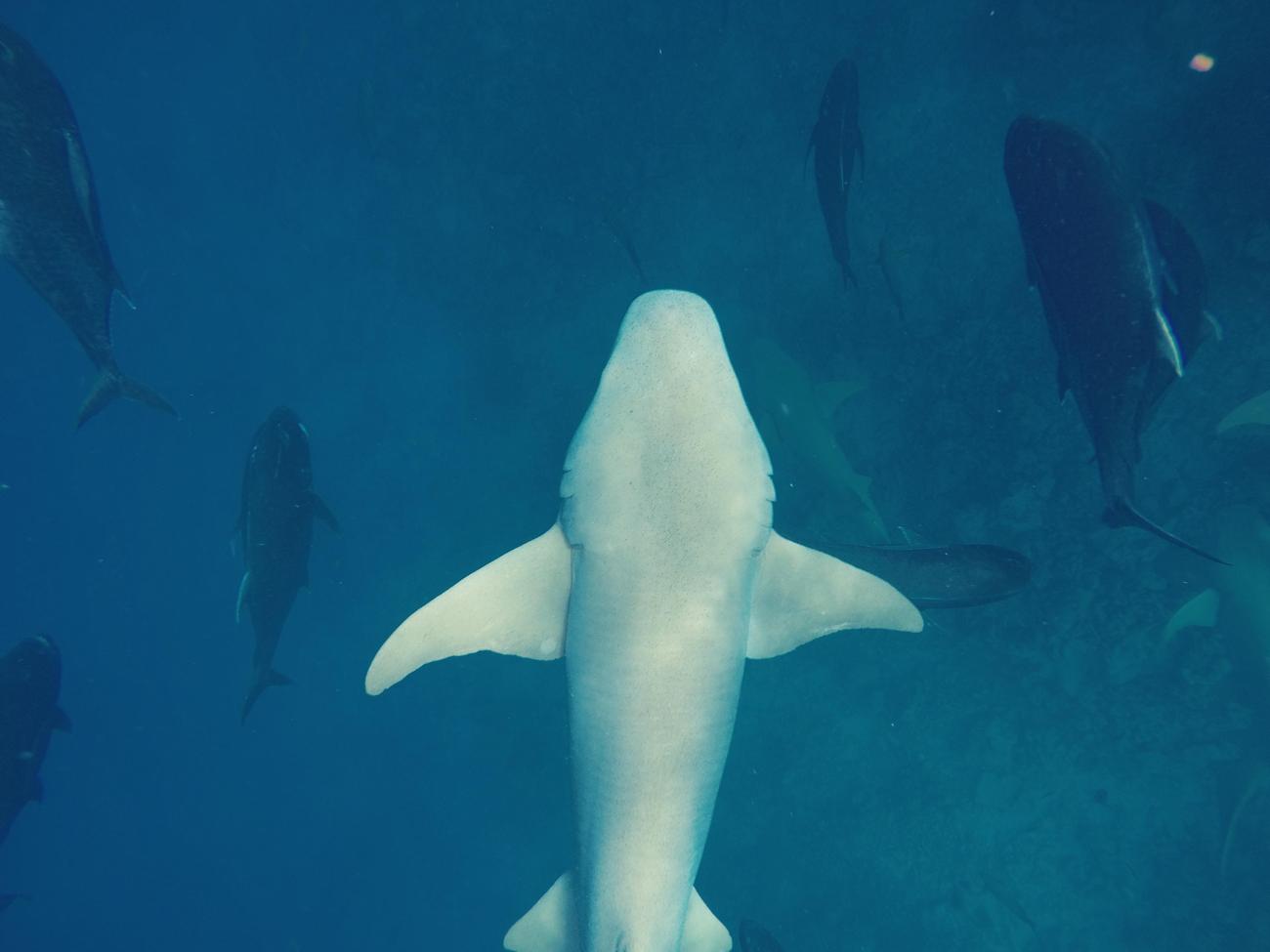 fun facts about swimming with sharks