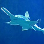 fun-facts-about-swimming-with-sharks_featured