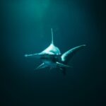 fun-shark-swimming-facts_featured