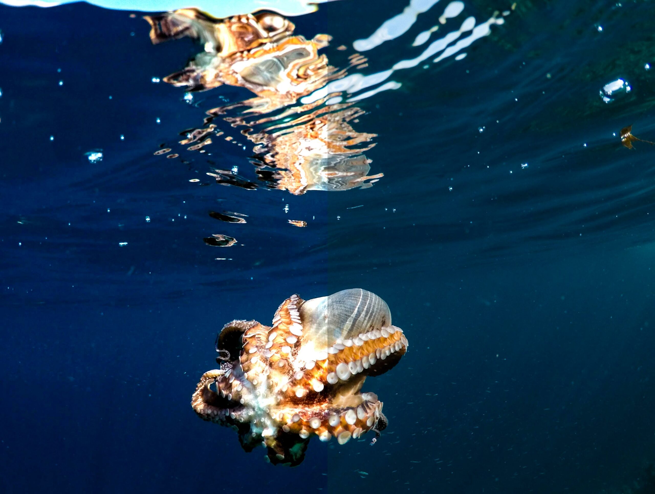 glass octopus facts