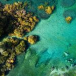 glass-sponge-facts_featured