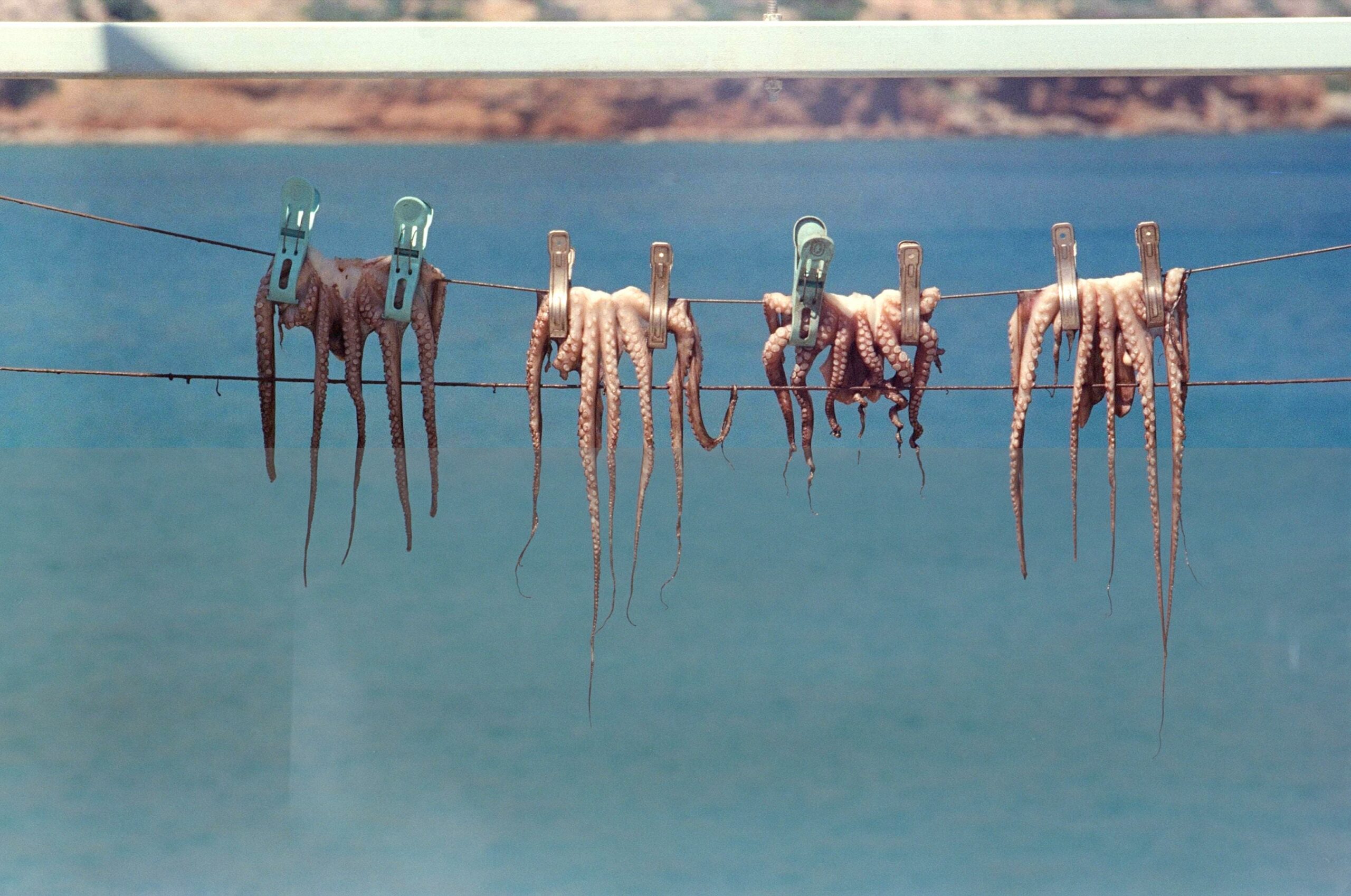glass squid fun facts