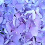 indigo-plant-uses_featured