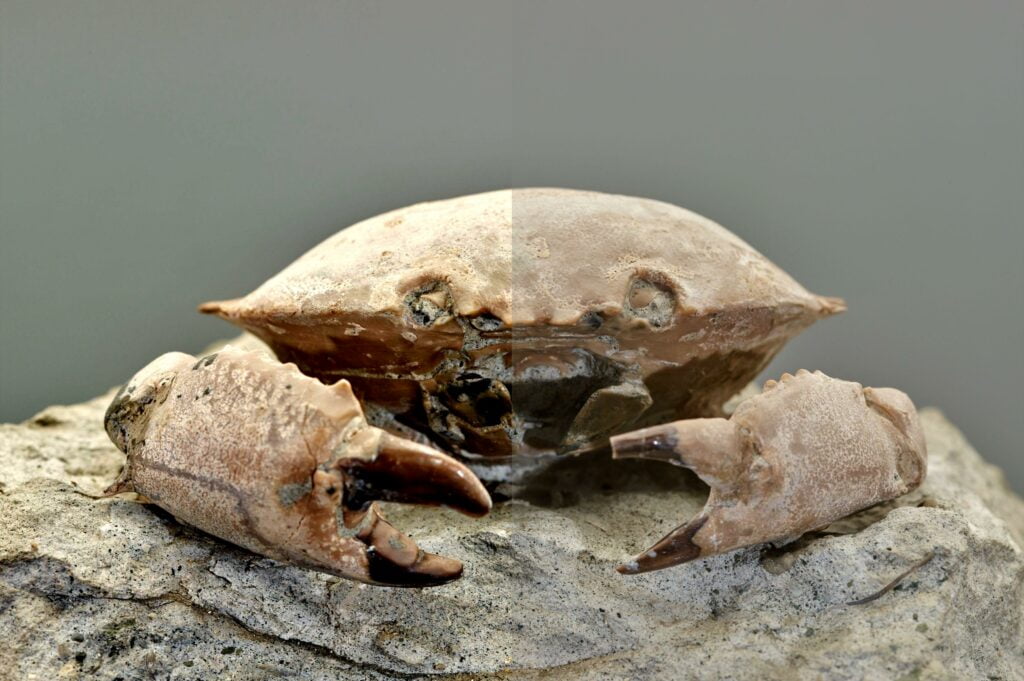 Fascinating Fossil Facts for KS2 Uncovering Prehistoric Wonders