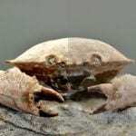 interesting-facts-about-fossils-ks2