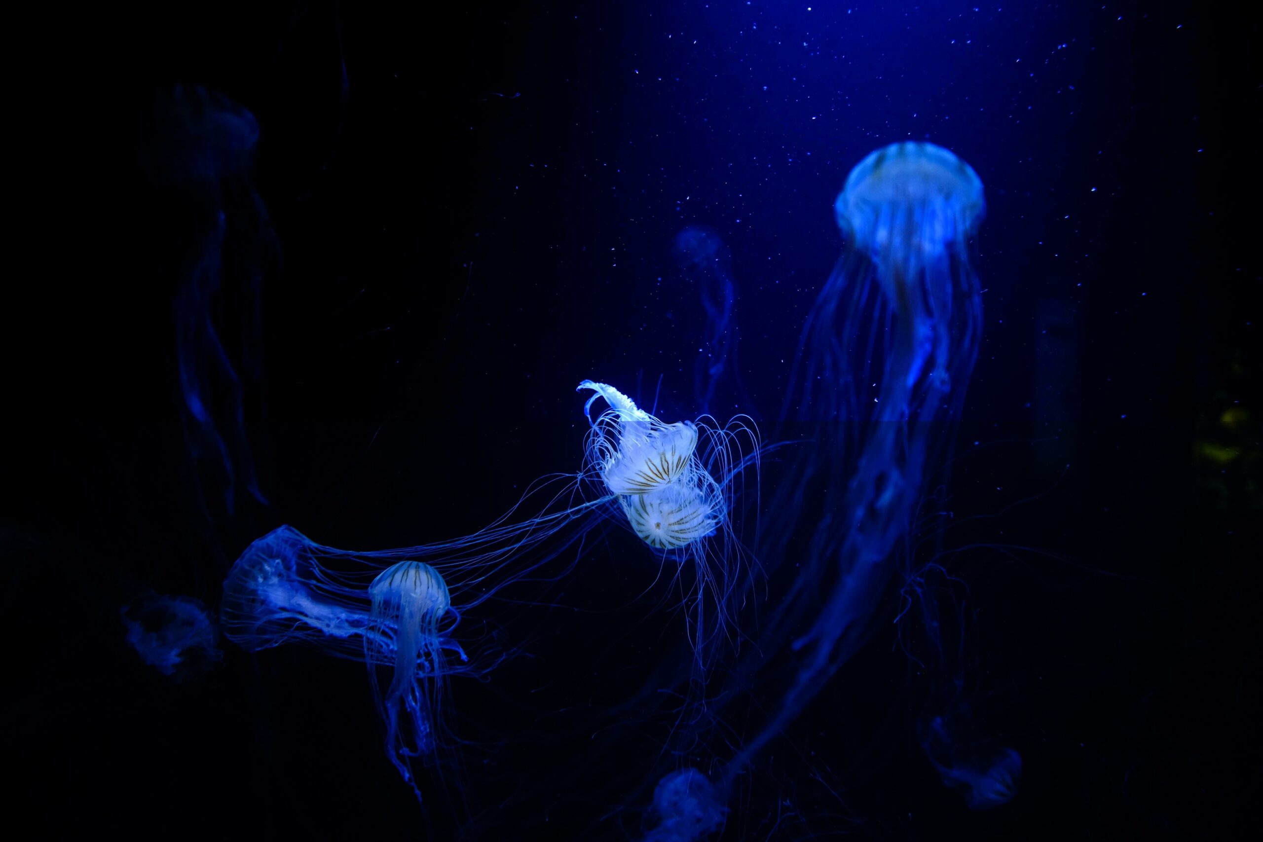 interesting facts about glass squid