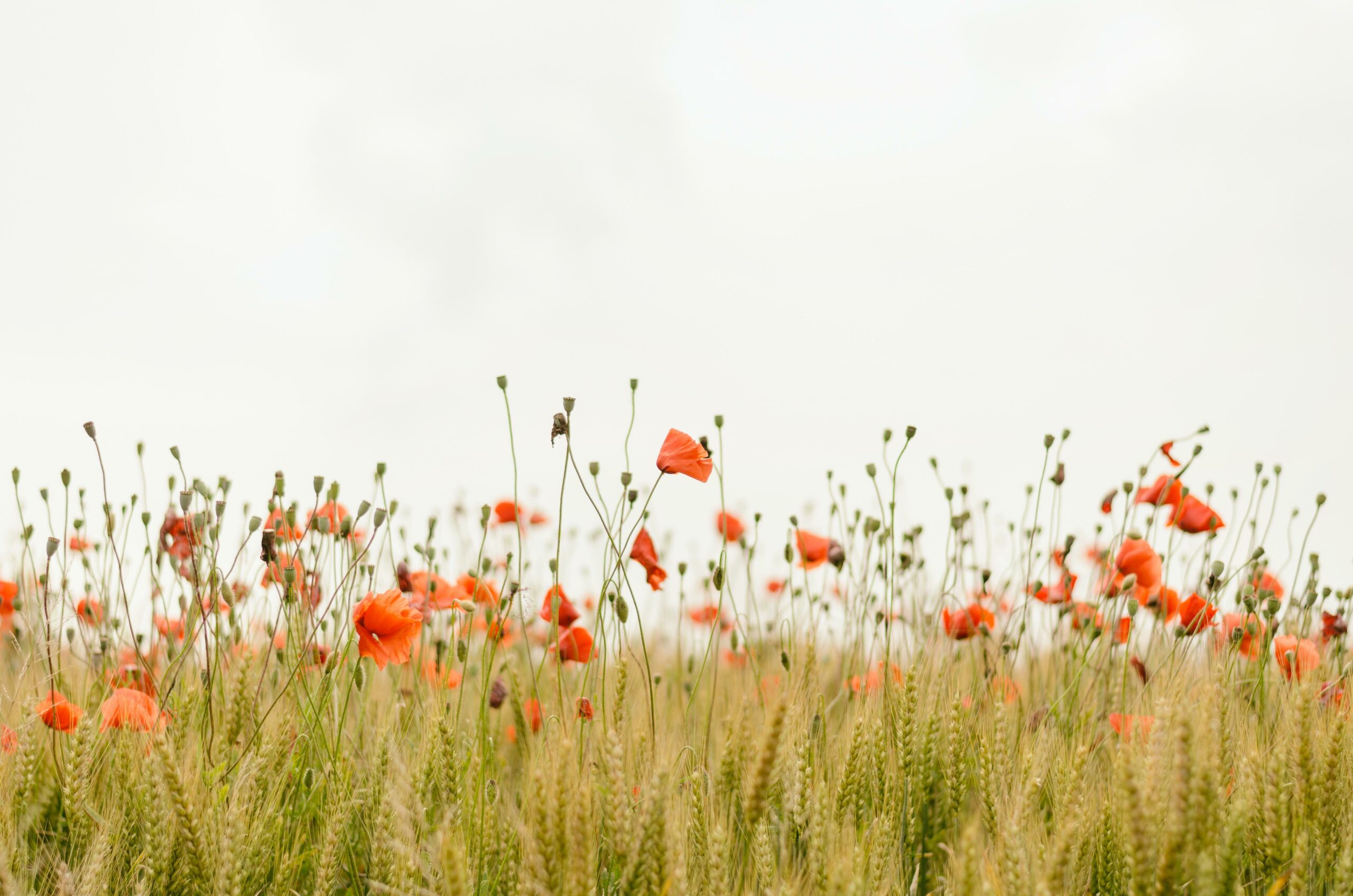 interesting facts about landscape architecture