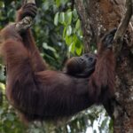 interesting-facts-about-orangutans_featured