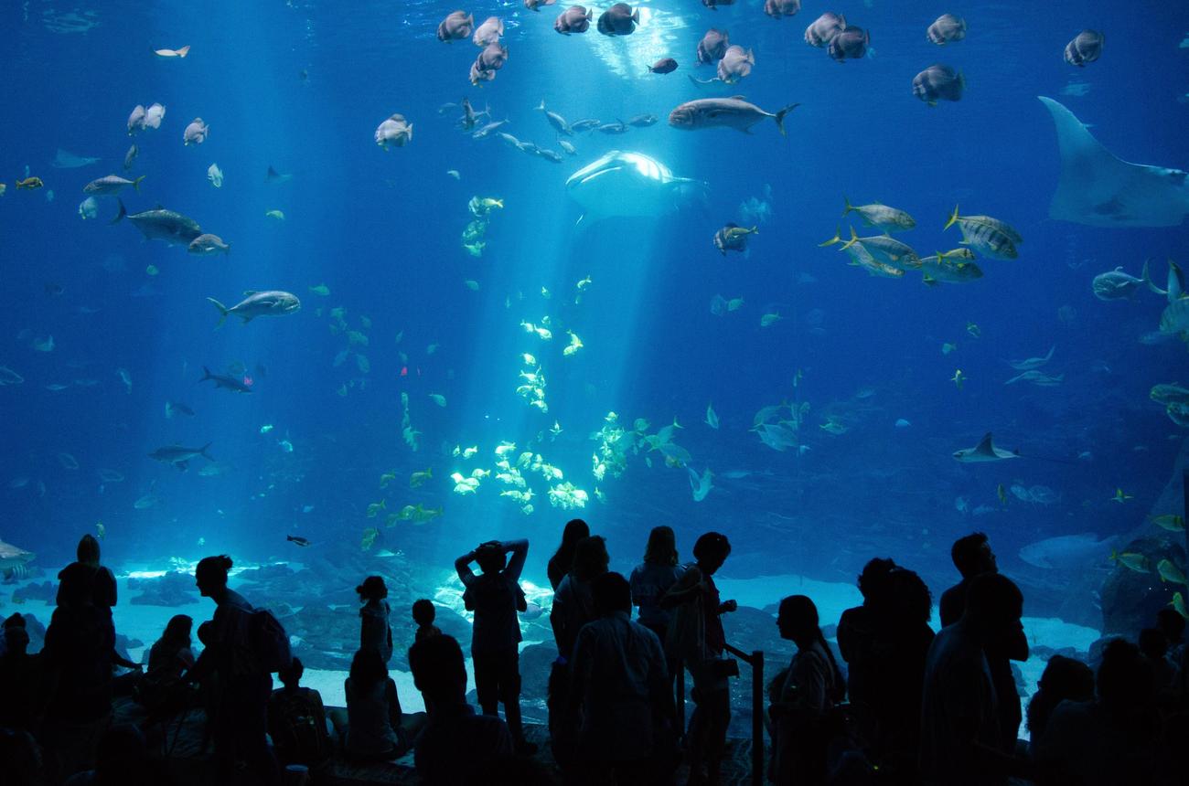 interesting swimming with sharks facts