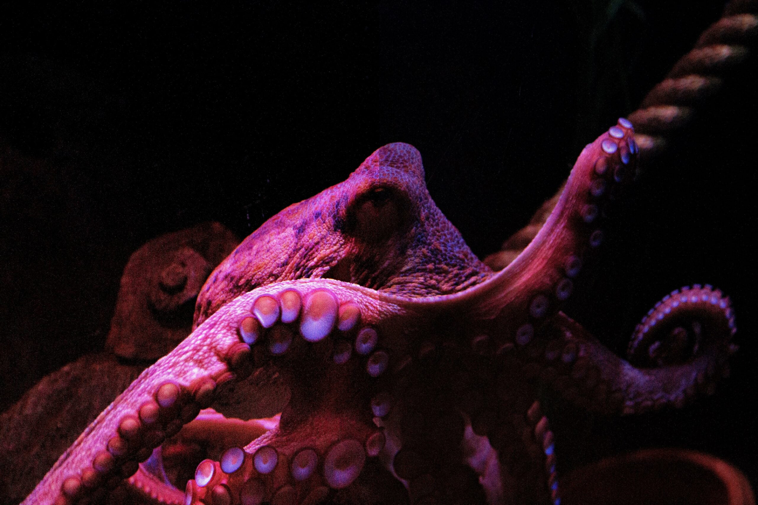 intriguing facts about glass octopus
