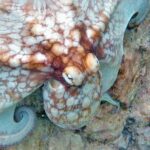 intriguing-facts-about-glass-octopus_featured