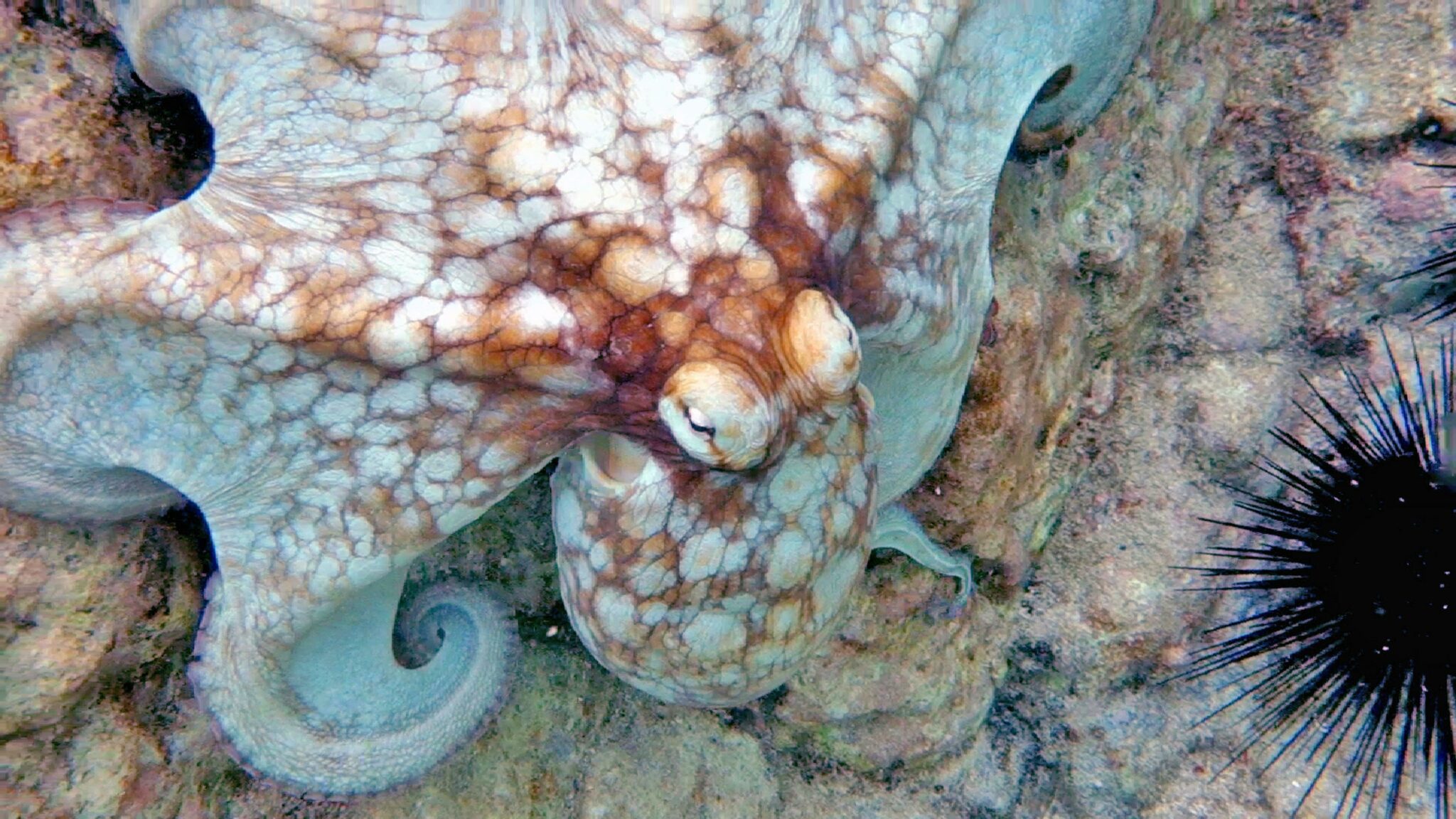 Mysteries Unveiled Intriguing Glass Octopus Facts Revealed
