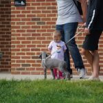 lacrosse-in-canada_featured