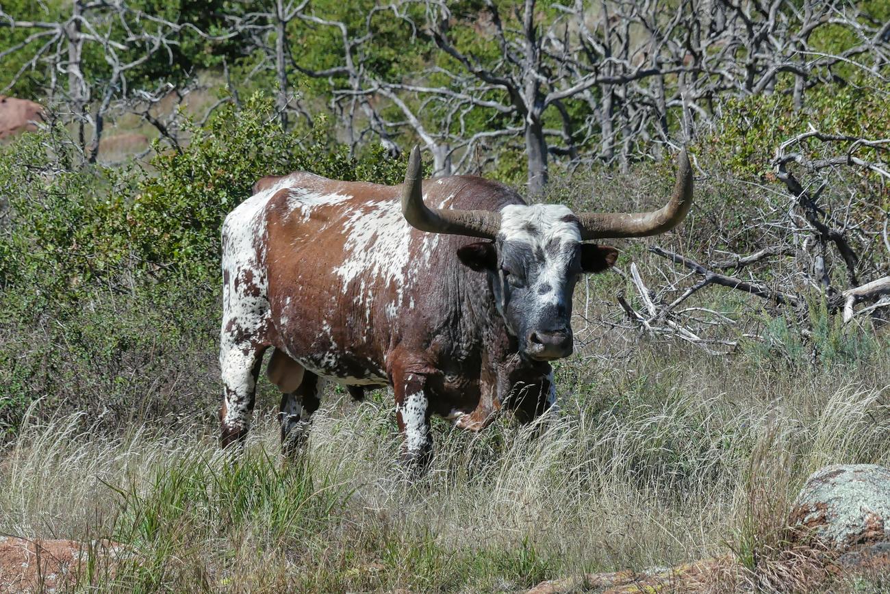 longhorn steakhouse facts