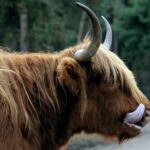 longhorn-steakhouse-facts_featured