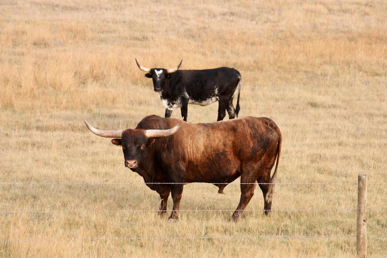 longhorn steakhouse interesting facts