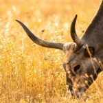 longhorn-steakhouse-interesting-facts_featured