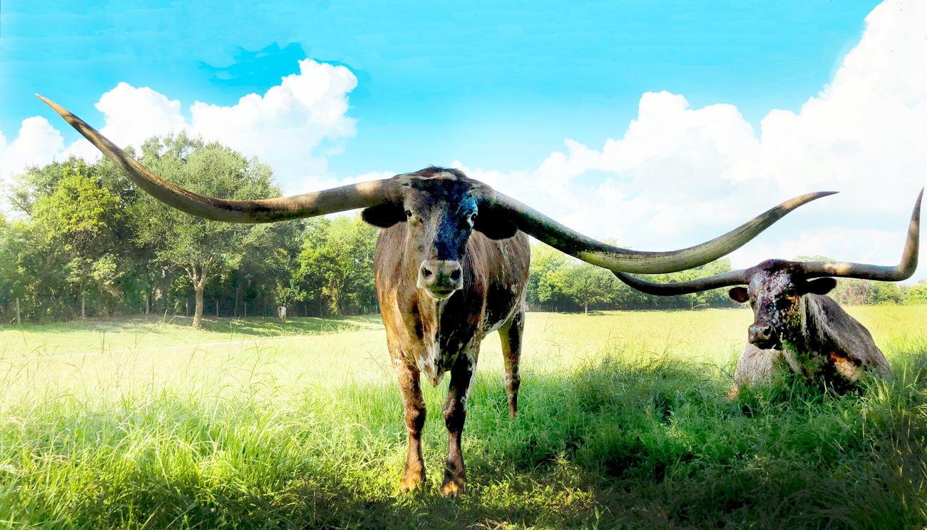 longhorn steakhouse trivia