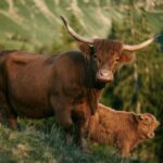 longhorn-steakhouse-trivia_featured