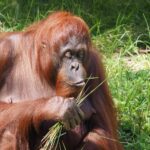 orangutans-intelligence_featured