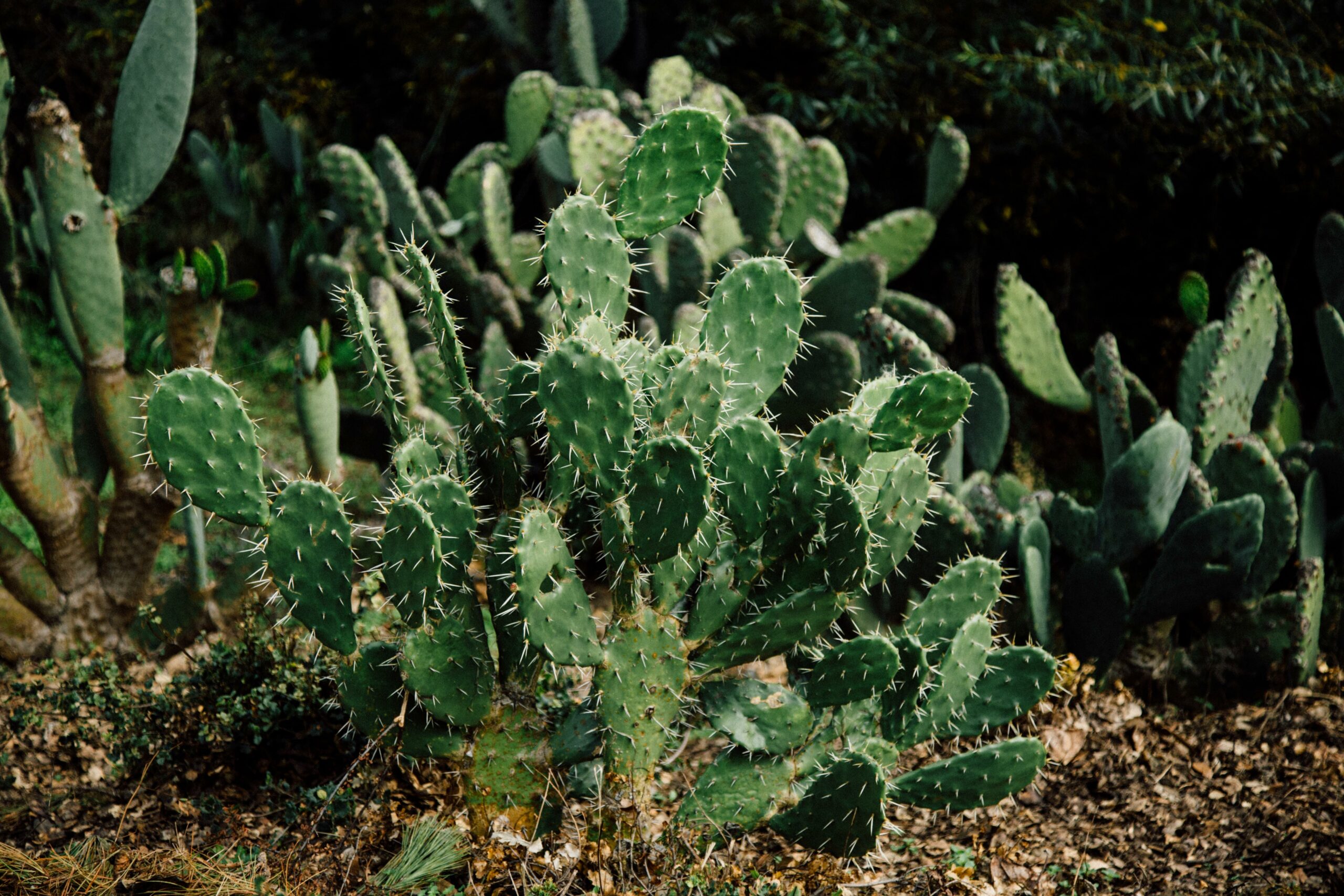 sustainable landscaping practices