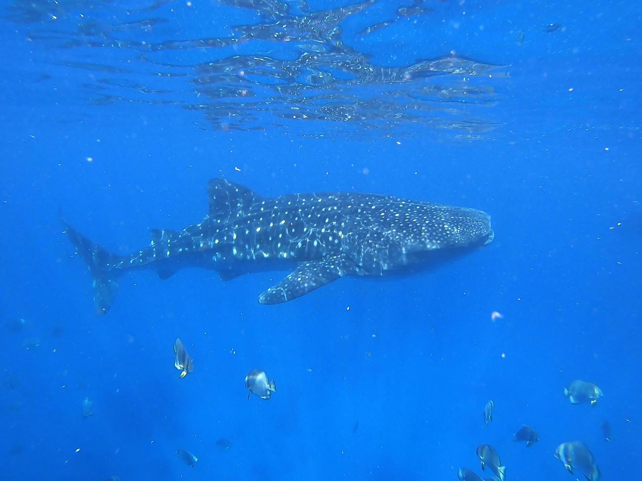 swimming with sharks facts