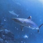 swimming-with-sharks-facts_featured