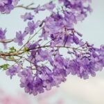 uses-of-indigo-plant_featured