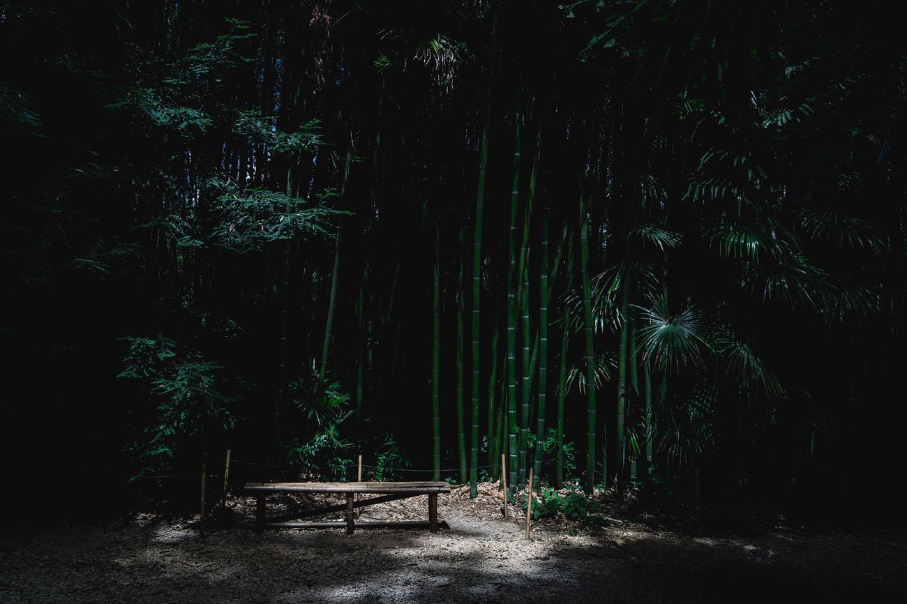 10 Amazing Facts About Bamboo