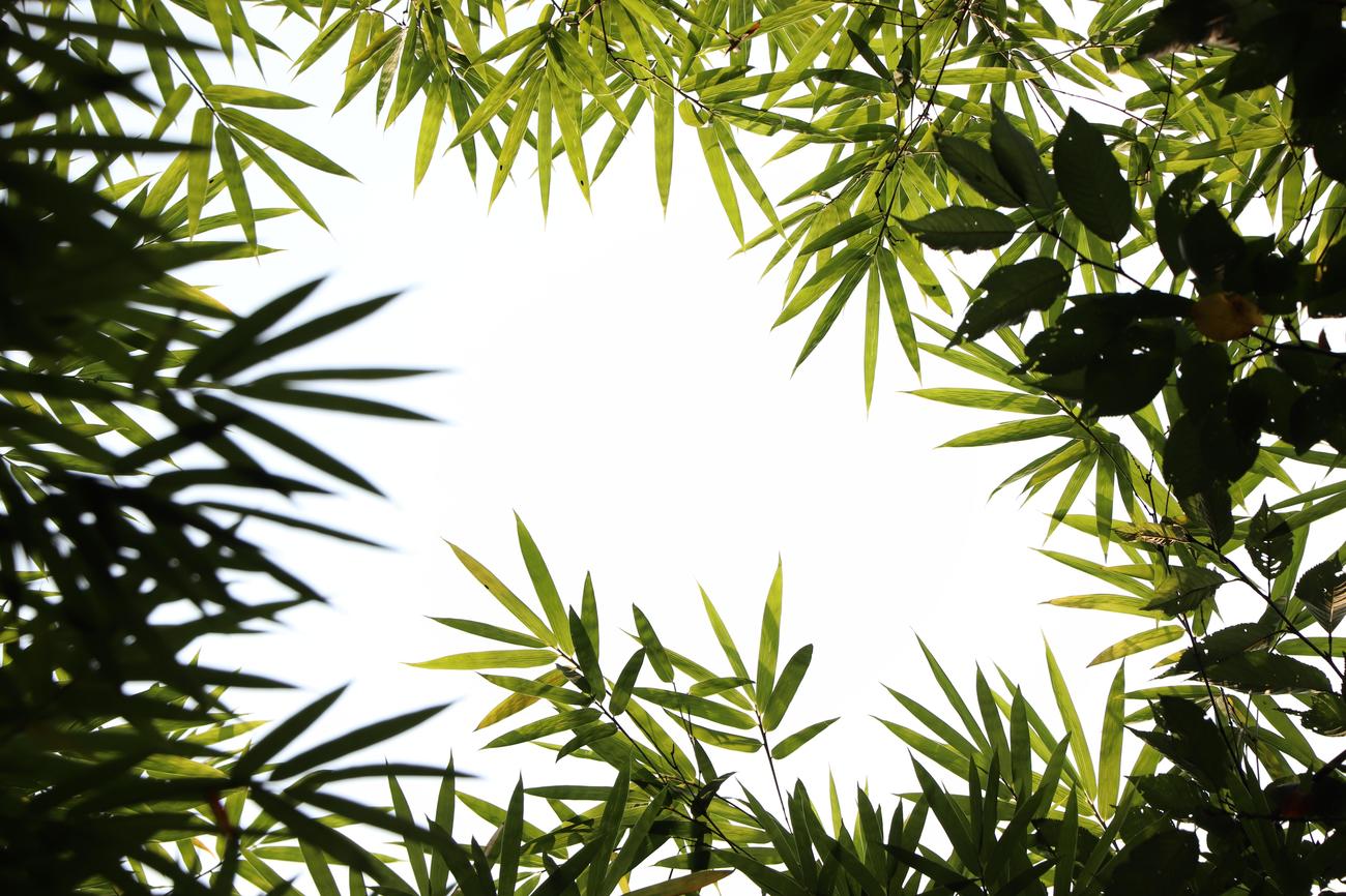 10 Amazing Facts About Bamboo