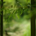 10-Amazing-Facts-About-Bamboo_featured
