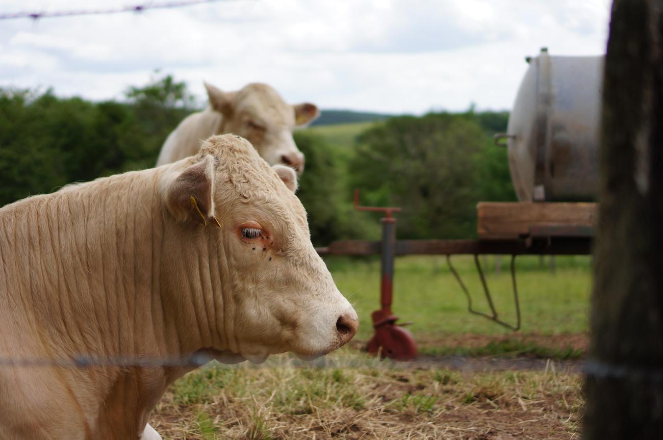 10 Fun Facts About Veterinarians