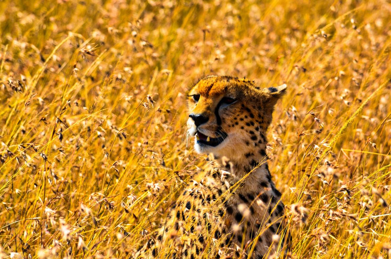 10 facts about tanzania