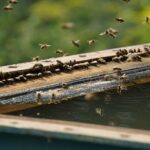 10-fun-facts-about-termites_featured