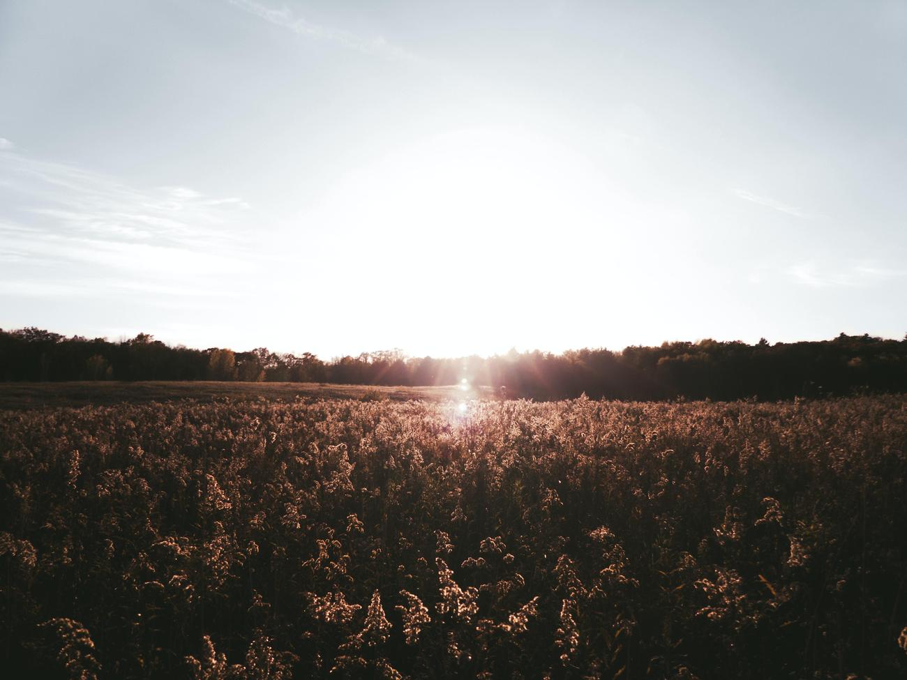 25 Facts About Cotton