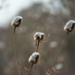25-Facts-About-Cotton_featured