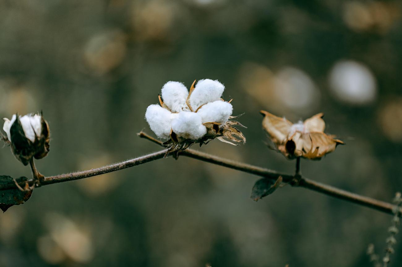 3 Facts About Cotton Fabric