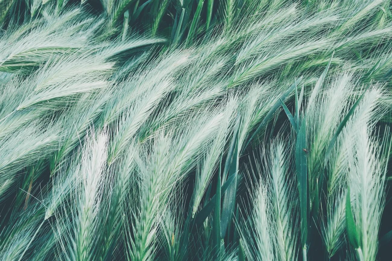 3 facts about cotton grass