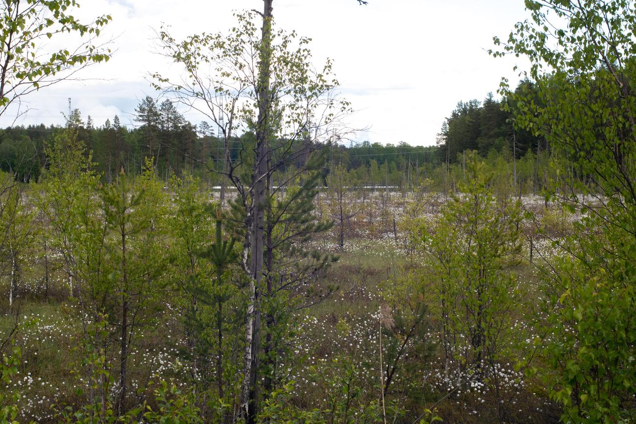 3 facts about cotton grass